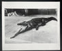 Alt Tag: Helmut Newton Crocodile Eating Ballerina vintage silver gelatin print 20x24 photo of crocodile biting ballerina, Wuppertal 1983