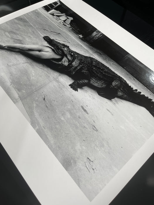 Alt Tag: Helmut Newton Crocodile Eating Ballerina vintage silver gelatin print black-and-white photo print crocodile with ballerina, Wuppertal 1983