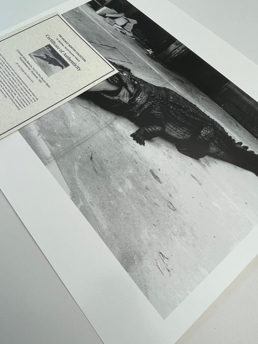 Helmut Newton Crocodile Eating Ballerina vintage silver gelatin print 20x24 photo of crocodile with ballerina legs, Wuppertal 1983
