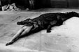 Helmut Newton Crocodile Eating Ballerina vintage silver gelatin print black-and-white photo of crocodile biting ballerina legs, Wuppertal 1983