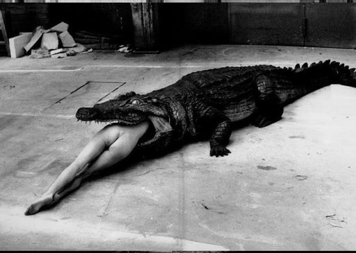 Helmut Newton Crocodile Eating Ballerina vintage silver gelatin print black-and-white photo of crocodile biting ballerina legs, Wuppertal 1983